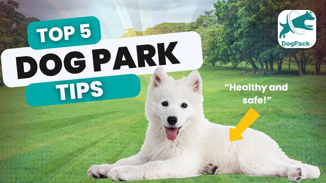 Top 5 Dog Park Tips Every Dog Owner Must Know | Keep Your Dog Safe and Happy!
