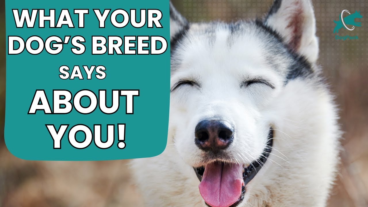 What Your Dog’s Breed Says About You (Some of This Might Surprise You)