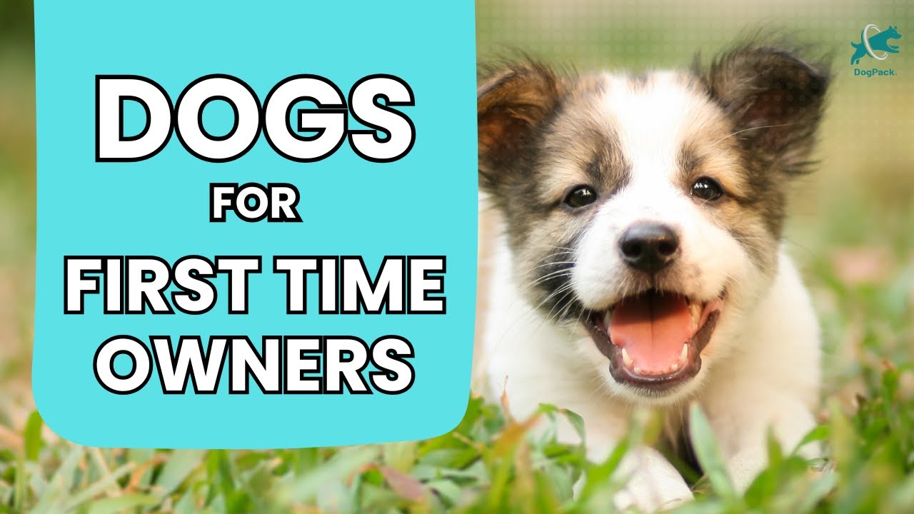 Best Dog Breeds for First Time Owners | Easiest Dogs to Train & Care For!
