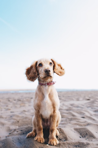 Dog Image