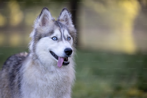 Dog Image