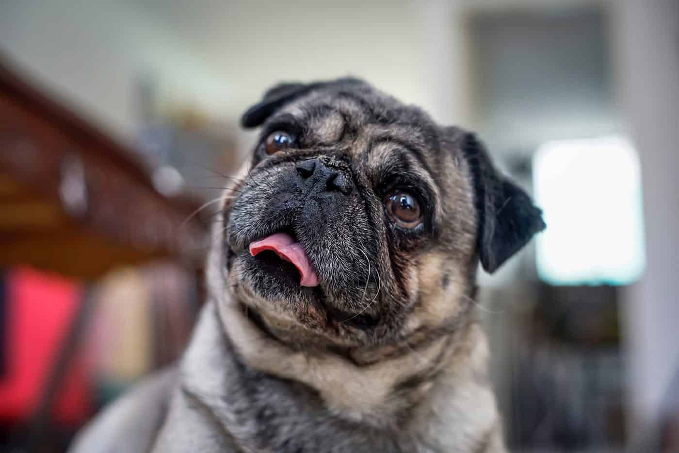 Pet