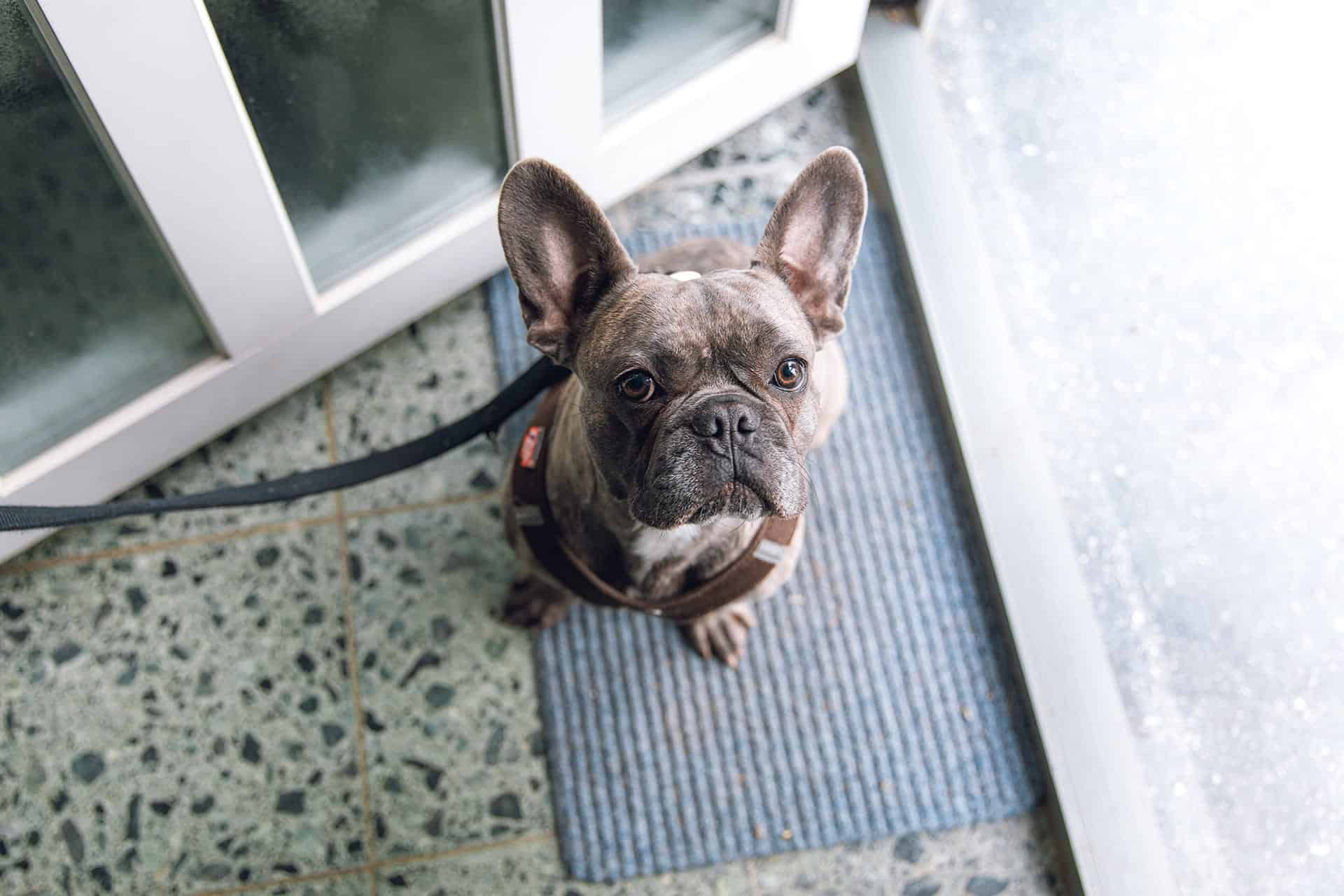 Pet