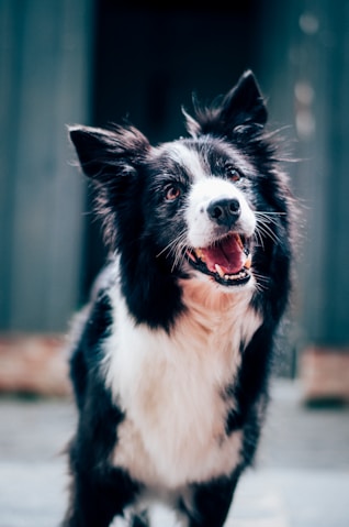 Dog Image