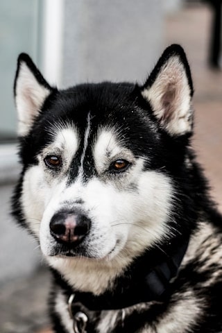 Dog Image